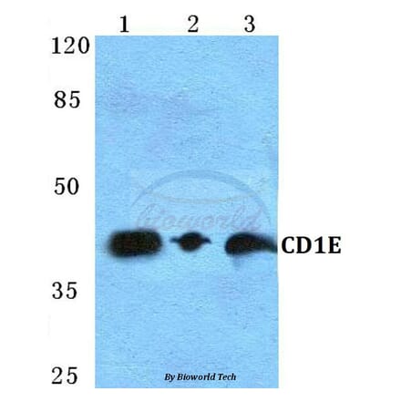 Anti-CD1E Antibody from Bioworld Technology (BS5652) - Antibodies.com