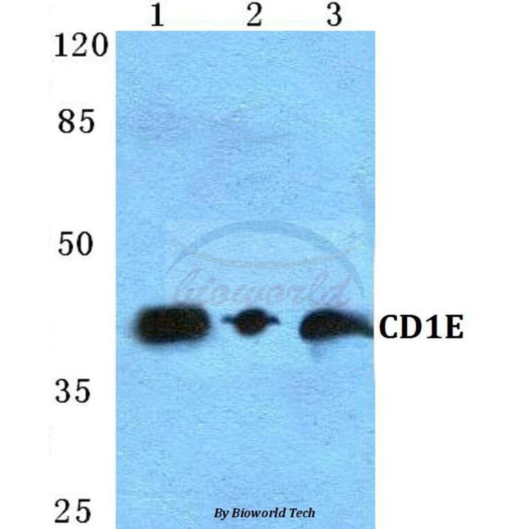 Anti-CD1E Antibody from Bioworld Technology (BS5652) - Antibodies.com