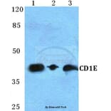 Anti-CD1E Antibody from Bioworld Technology (BS5652) - Antibodies.com