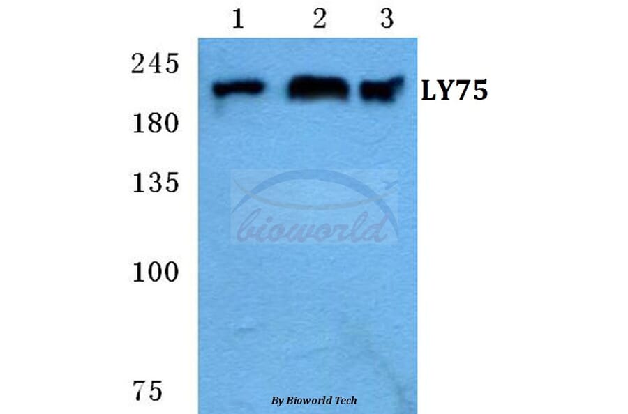 Anti-LY75 Antibody from Bioworld Technology (BS5653) - Antibodies.com