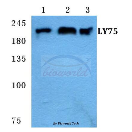 Anti-LY75 Antibody from Bioworld Technology (BS5653) - Antibodies.com