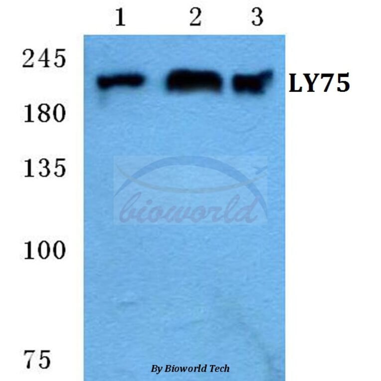 Anti-LY75 Antibody from Bioworld Technology (BS5653) - Antibodies.com