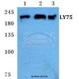 Anti-LY75 Antibody from Bioworld Technology (BS5653) - Antibodies.com