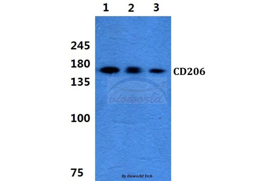 Anti-CD206 Antibody from Bioworld Technology (BS5654) - Antibodies.com