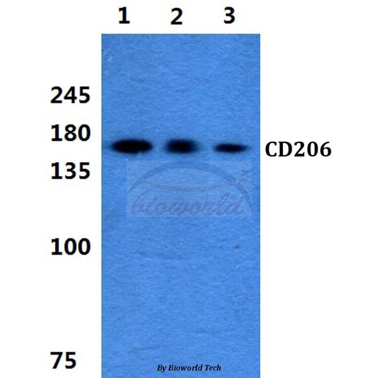 Anti-CD206 Antibody from Bioworld Technology (BS5654) - Antibodies.com