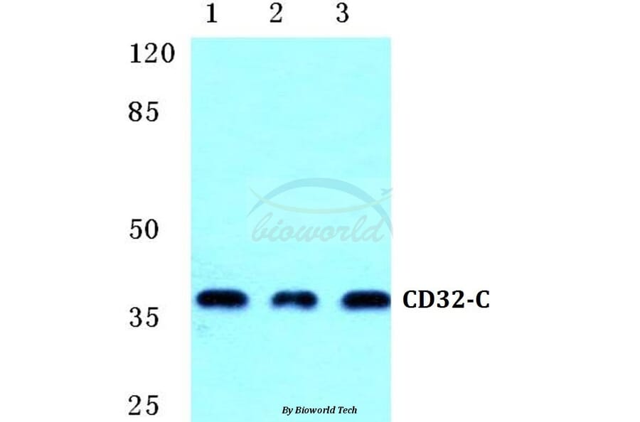 Anti-CD32-C Antibody from Bioworld Technology (BS5656) - Antibodies.com
