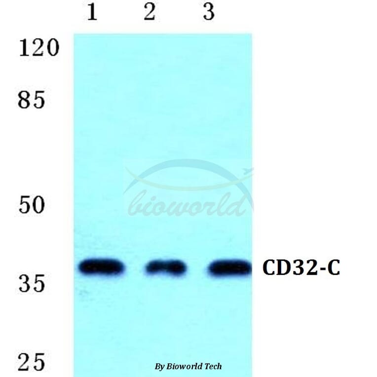 Anti-CD32-C Antibody from Bioworld Technology (BS5656) - Antibodies.com