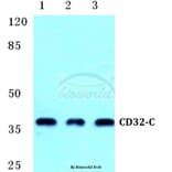 Anti-CD32-C Antibody from Bioworld Technology (BS5656) - Antibodies.com
