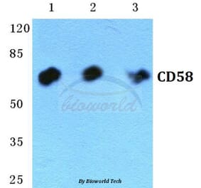 Anti-CD58 Antibody from Bioworld Technology (BS5657) - Antibodies.com