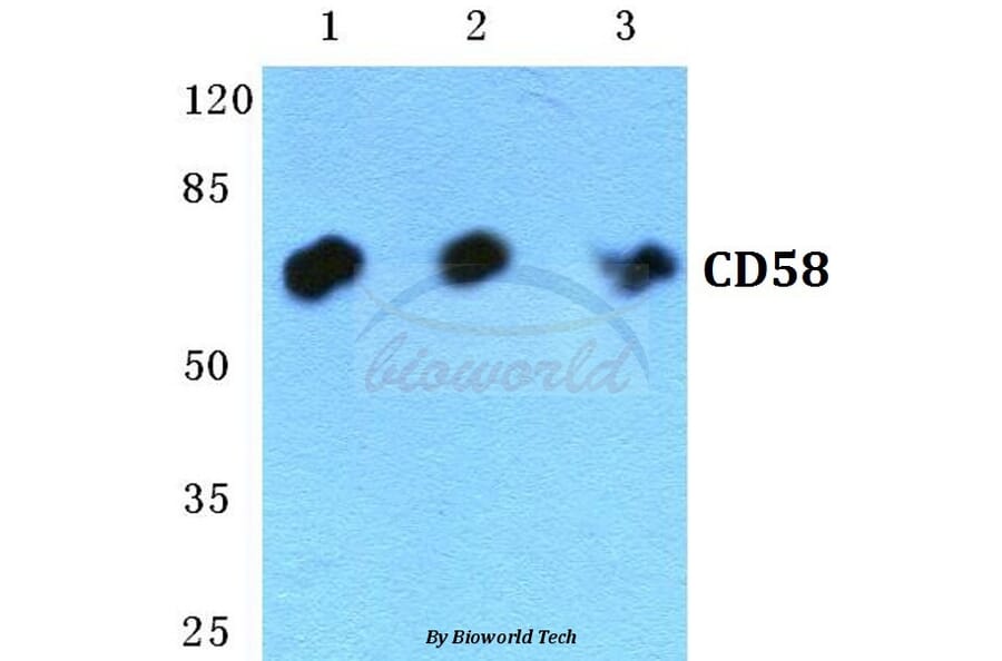 Anti-CD58 Antibody from Bioworld Technology (BS5657) - Antibodies.com
