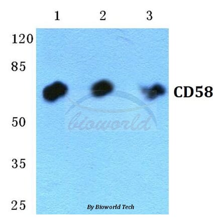 Anti-CD58 Antibody from Bioworld Technology (BS5657) - Antibodies.com
