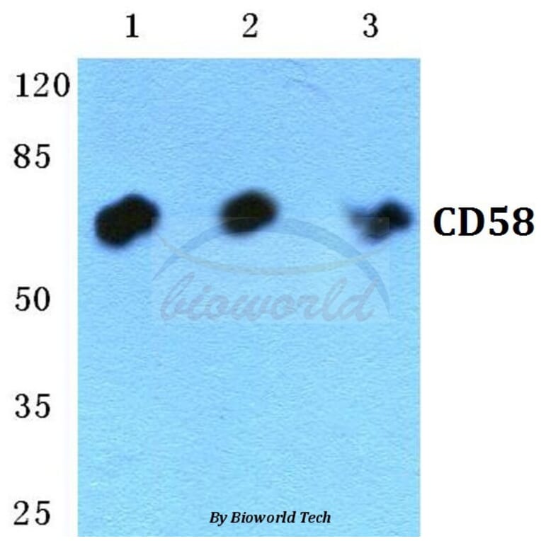 Anti-CD58 Antibody from Bioworld Technology (BS5657) - Antibodies.com