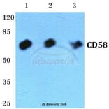 Anti-CD58 Antibody from Bioworld Technology (BS5657) - Antibodies.com