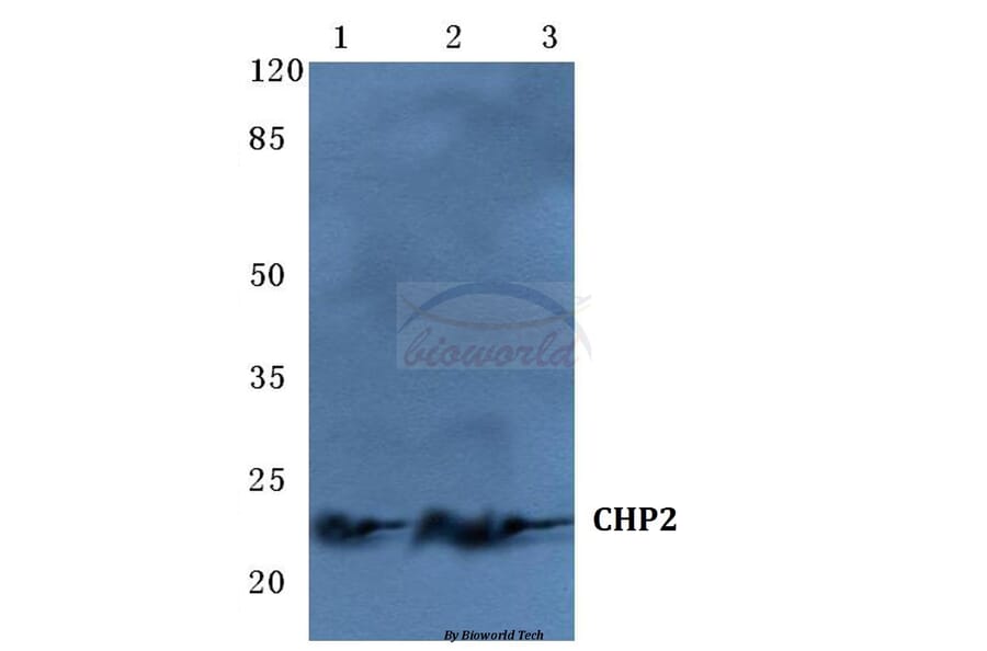 Anti-CHP2 Antibody from Bioworld Technology (BS5661) - Antibodies.com