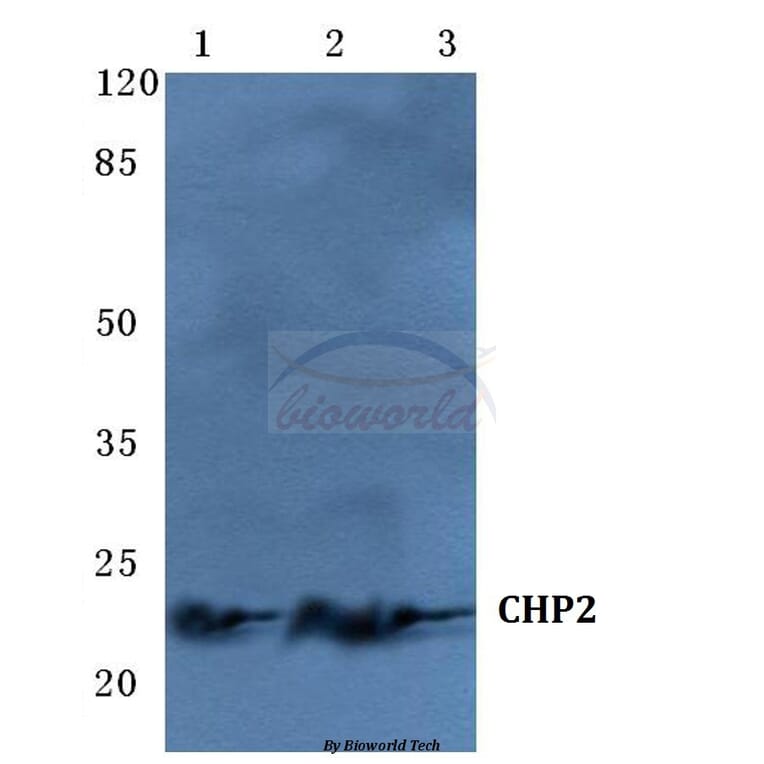 Anti-CHP2 Antibody from Bioworld Technology (BS5661) - Antibodies.com
