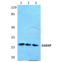 Anti-SARNP Antibody from Bioworld Technology (BS5663) - Antibodies.com