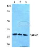 Anti-SARNP Antibody from Bioworld Technology (BS5663) - Antibodies.com
