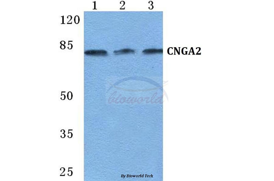 Anti-CNGA2 Antibody from Bioworld Technology (BS5669) - Antibodies.com