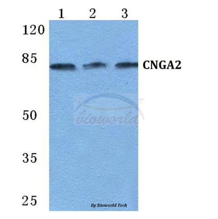 Anti-CNGA2 Antibody from Bioworld Technology (BS5669) - Antibodies.com