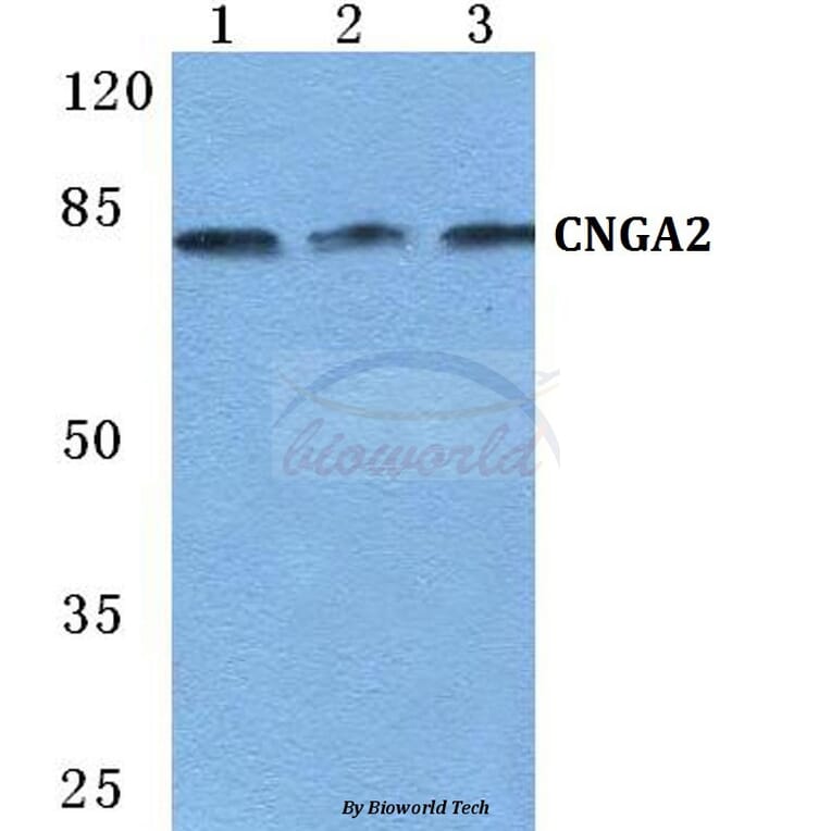 Anti-CNGA2 Antibody from Bioworld Technology (BS5669) - Antibodies.com