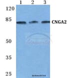 Anti-CNGA2 Antibody from Bioworld Technology (BS5669) - Antibodies.com