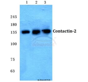 Anti-Contactin-2 Antibody from Bioworld Technology (BS5672) - Antibodies.com