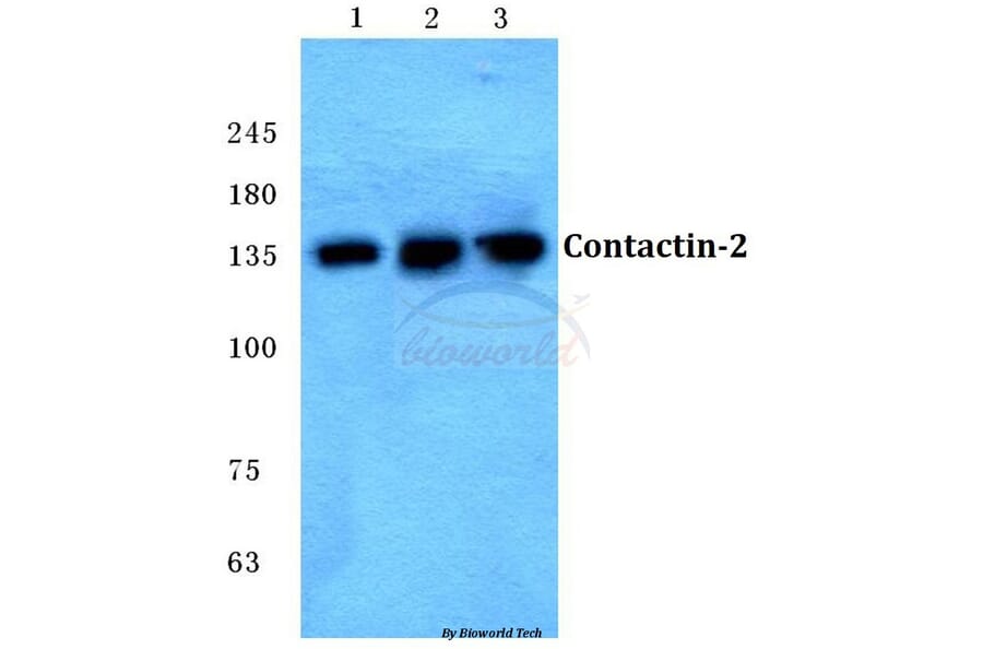 Anti-Contactin-2 Antibody from Bioworld Technology (BS5672) - Antibodies.com