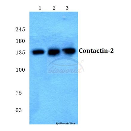 Anti-Contactin-2 Antibody from Bioworld Technology (BS5672) - Antibodies.com