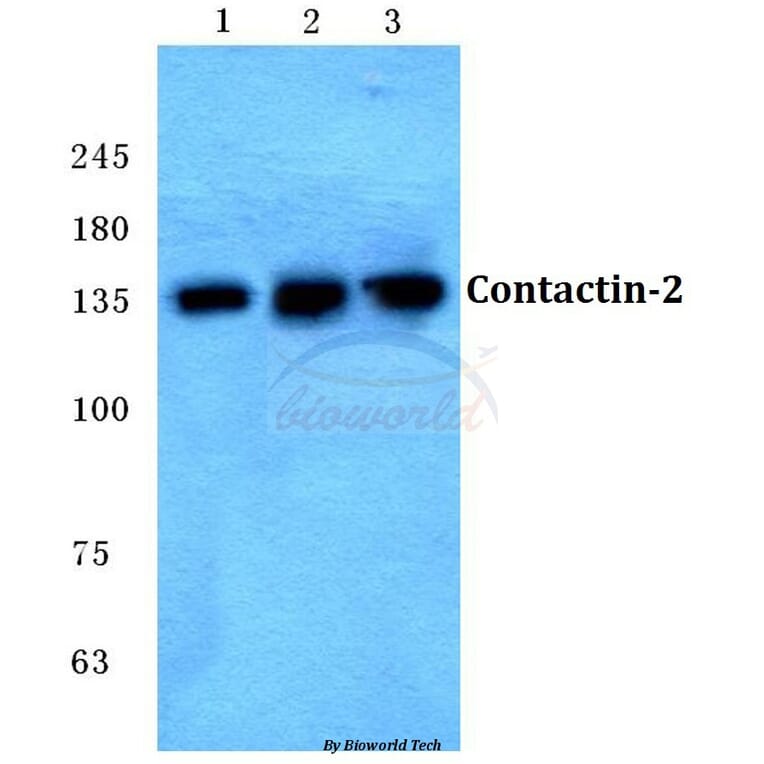 Anti-Contactin-2 Antibody from Bioworld Technology (BS5672) - Antibodies.com