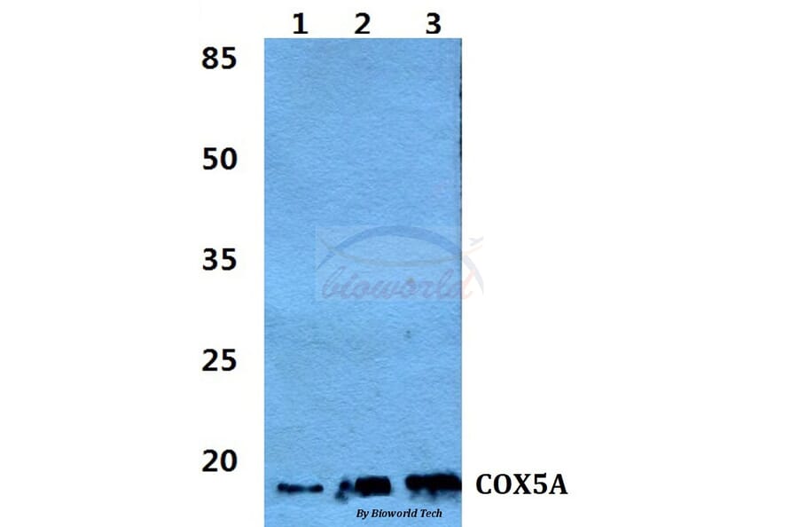 Anti-COX5A Antibody from Bioworld Technology (BS5674) - Antibodies.com