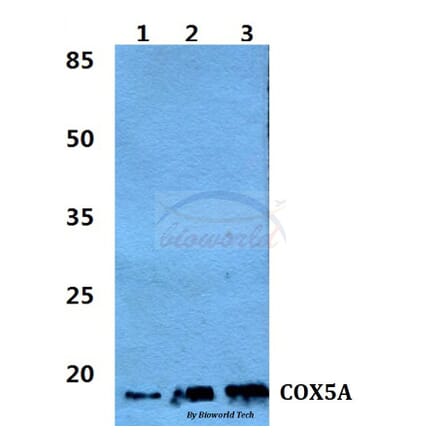 Anti-COX5A Antibody from Bioworld Technology (BS5674) - Antibodies.com
