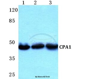 Anti-CPA1 Antibody from Bioworld Technology (BS5675) - Antibodies.com