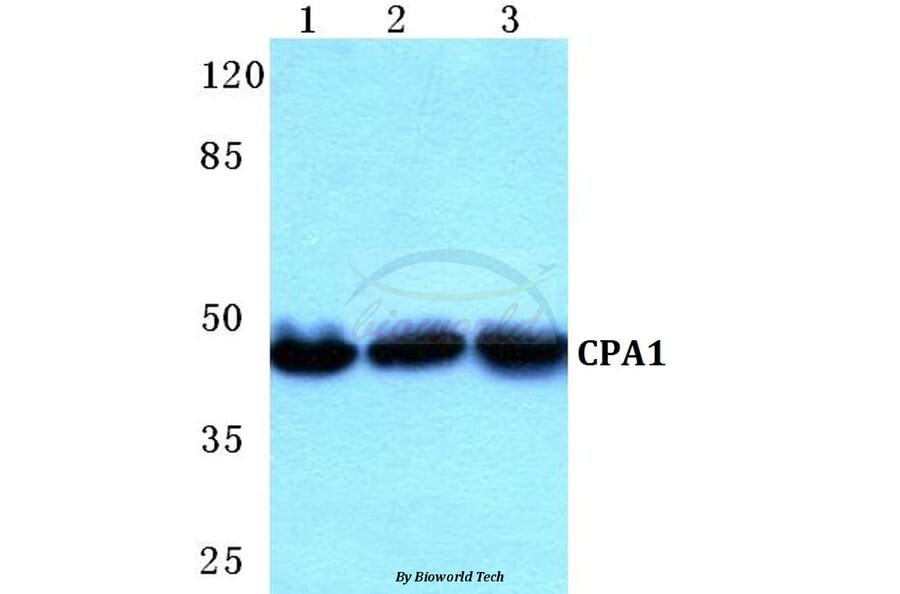 Anti-CPA1 Antibody from Bioworld Technology (BS5675) - Antibodies.com