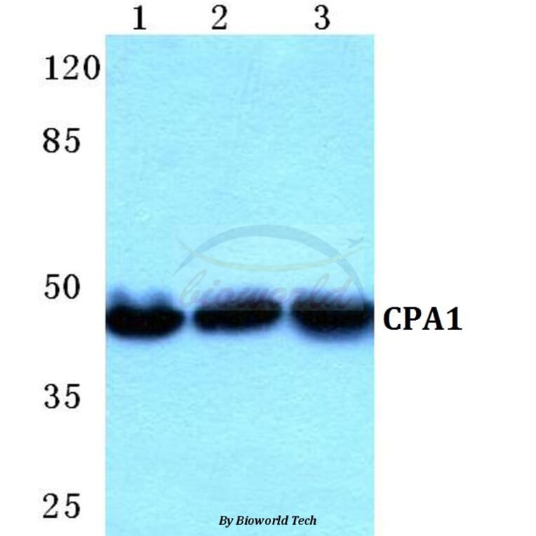 Anti-CPA1 Antibody from Bioworld Technology (BS5675) - Antibodies.com