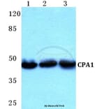 Anti-CPA1 Antibody from Bioworld Technology (BS5675) - Antibodies.com