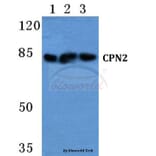 Anti-CPN2 Antibody from Bioworld Technology (BS5676) - Antibodies.com
