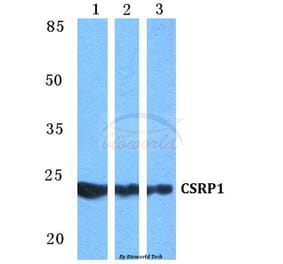 Anti-CSRP1 Antibody from Bioworld Technology (BS5677) - Antibodies.com