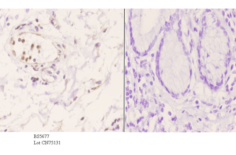 Anti-CSRP1 Antibody from Bioworld Technology (BS5677) - Antibodies.com