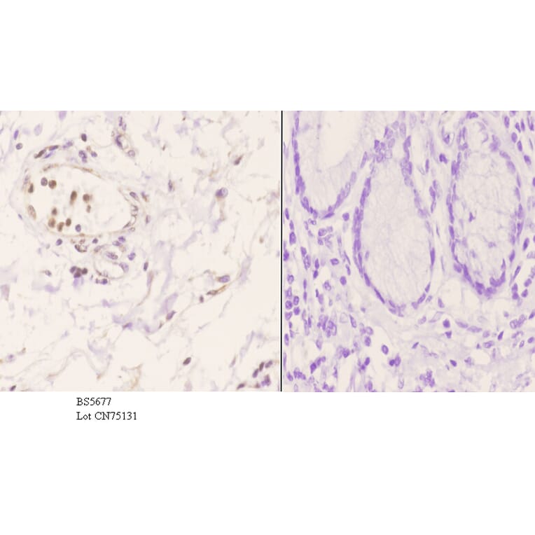 Anti-CSRP1 Antibody from Bioworld Technology (BS5677) - Antibodies.com