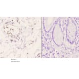 Anti-CSRP1 Antibody from Bioworld Technology (BS5677) - Antibodies.com