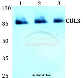 Anti-CUL3 Antibody from Bioworld Technology (BS5678) - Antibodies.com