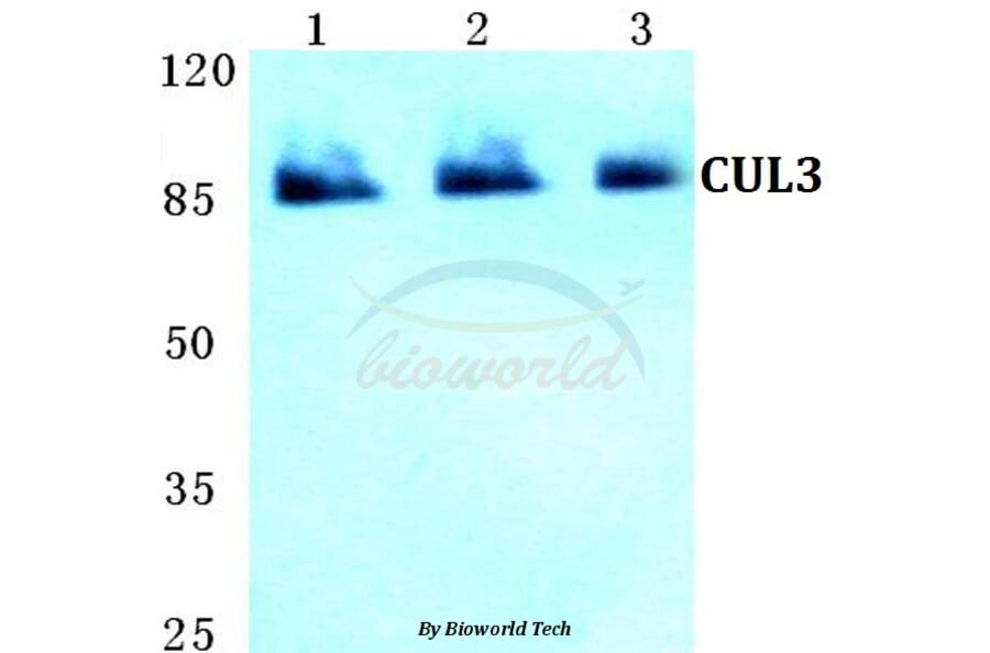 Anti-CUL3 Antibody from Bioworld Technology (BS5678) - Antibodies.com