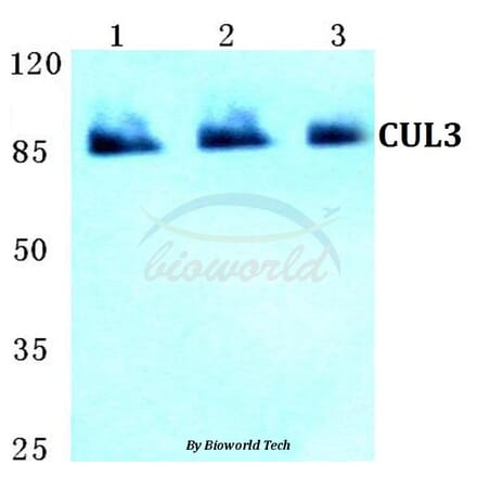 Anti-CUL3 Antibody from Bioworld Technology (BS5678) - Antibodies.com