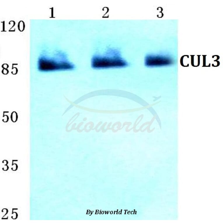 Anti-CUL3 Antibody from Bioworld Technology (BS5678) - Antibodies.com