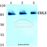 Anti-CUL3 Antibody from Bioworld Technology (BS5678) - Antibodies.com