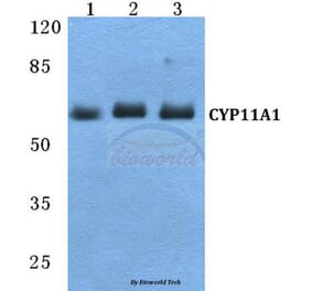 Anti-CYP11A1 Antibody from Bioworld Technology (BS5680) - Antibodies.com