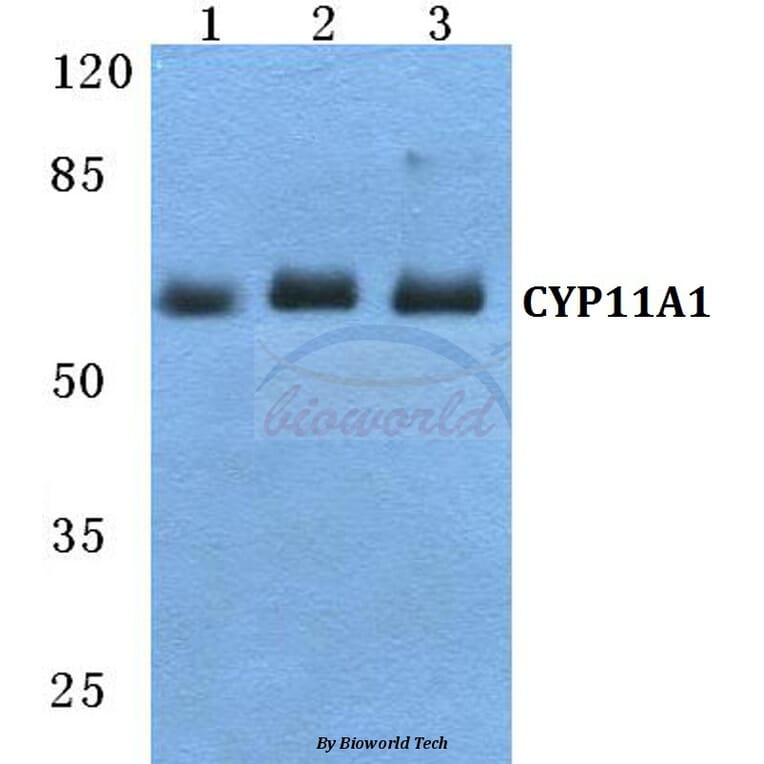 Anti-CYP11A1 Antibody from Bioworld Technology (BS5680) - Antibodies.com