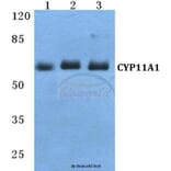 Anti-CYP11A1 Antibody from Bioworld Technology (BS5680) - Antibodies.com