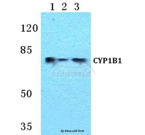 Anti-CYP1B1 Antibody from Bioworld Technology (BS5681) - Antibodies.com