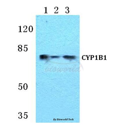 Anti-CYP1B1 Antibody from Bioworld Technology (BS5681) - Antibodies.com